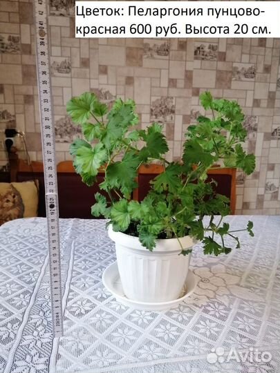 Комнатные растения цветы