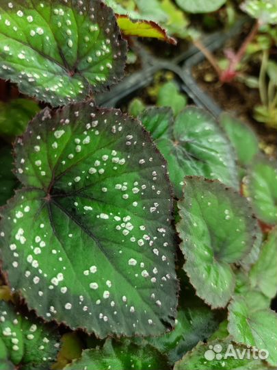 Бегония декоративно лиственная 3