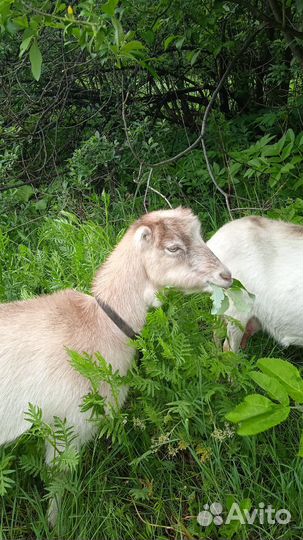 Коза ламанча дойная, козочка