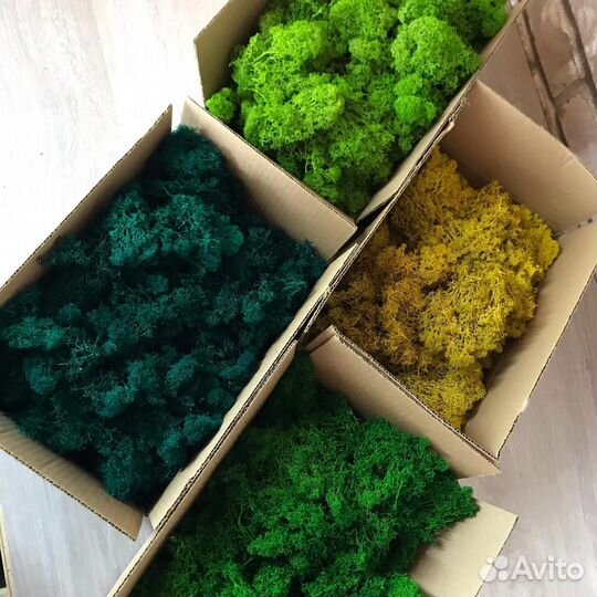 Стабилизированный мох 0.5 кг от производителя