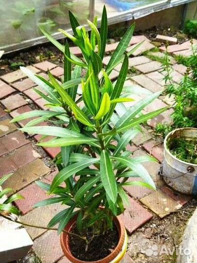 Портулак,петуния, герань и др