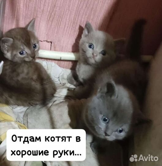 Кошка в дар бесплатно