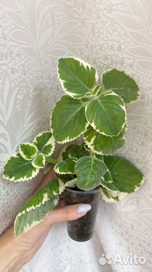 Пеларгонии,плектрантус,ахименес