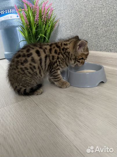 Бенгальская