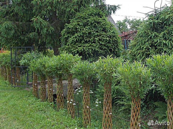 Плетёная ива