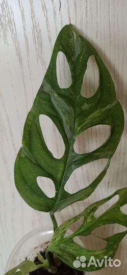 Монстера Адансона мрамор Индонезия