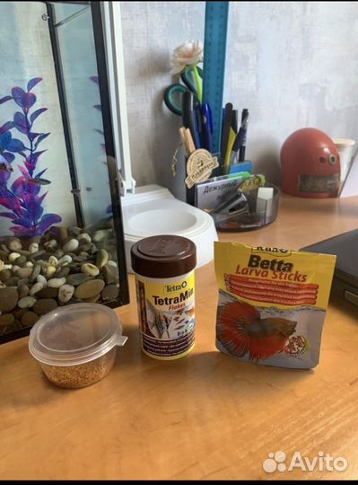 Аквариумные рыбки, аквариум