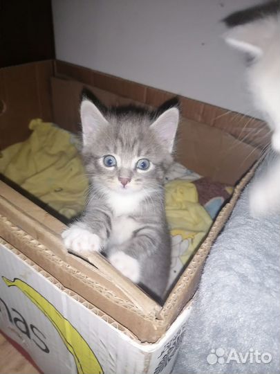 Котята ищут дом