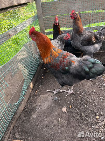 Петушки из цветного яичка