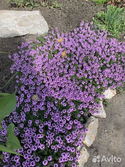 Тимьян, чабрец