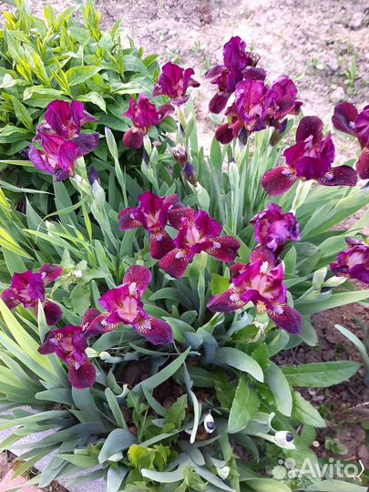 Ирис карликовый,хризантемка