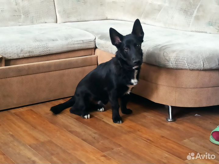 Небольшой метис таксы и лайки Блэкки 6 мес в дар