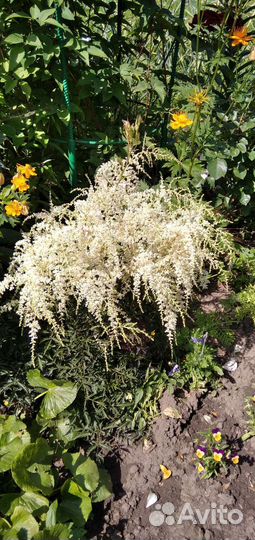 Садовые многолетники