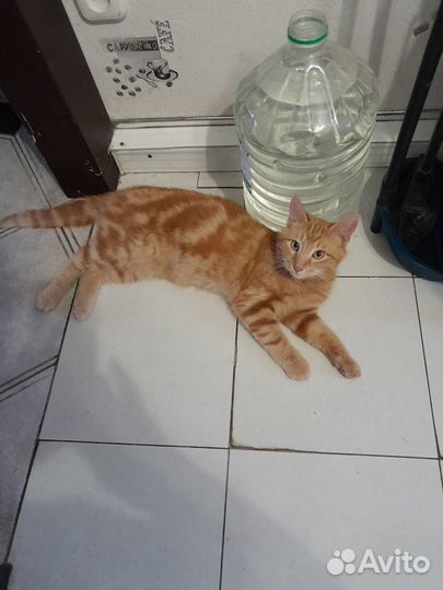 Продам котенка