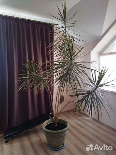 Пальма драцена маргината