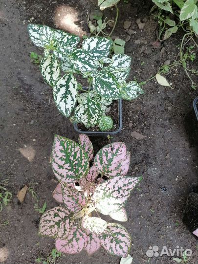 Комнатные цветы