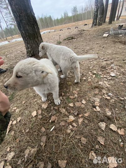 Отдам даром животные