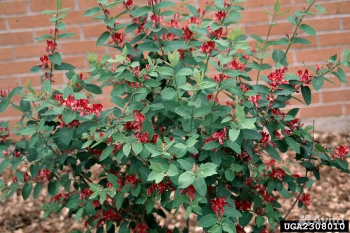 Жимолость татарская саженцы