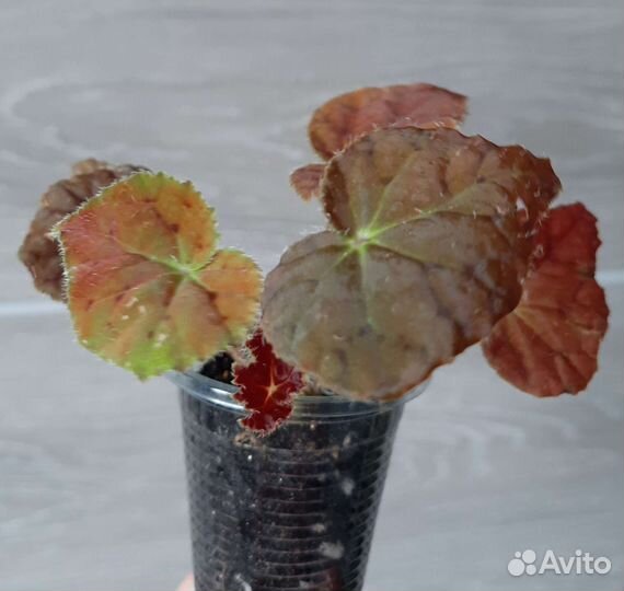 Бегония 2 сорта