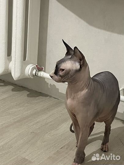 Канадский сфинкс вязка