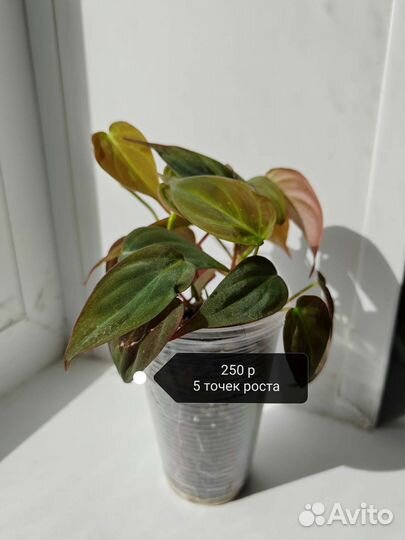 Комнатные растения