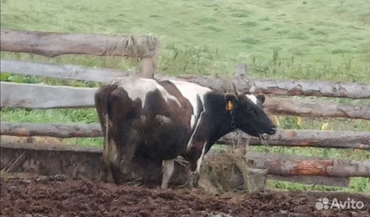 Продам коров