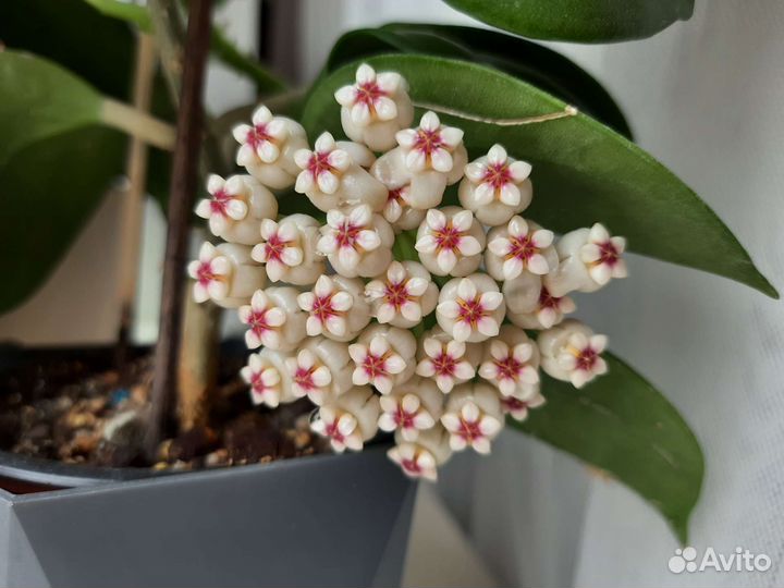 Хойи сортовые в ассортименте