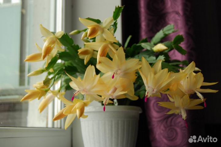 Сортовые декабристы