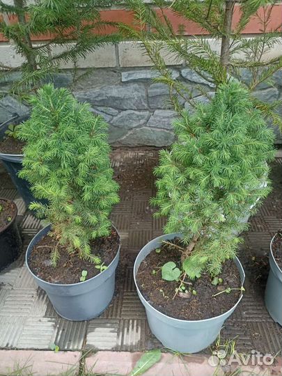 Хвойные растения