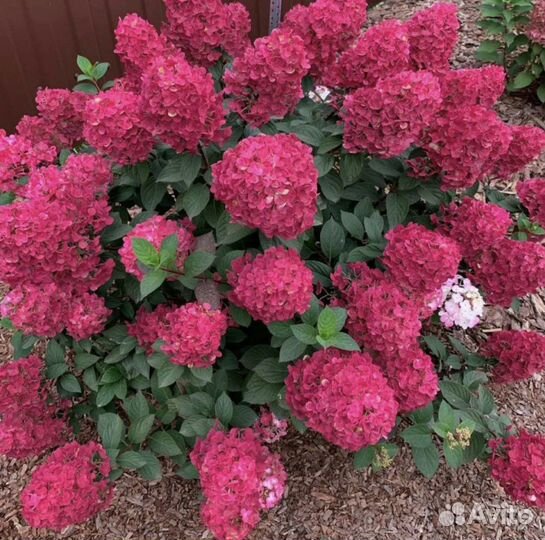 Гортензия метельчатая Самарская Лидия