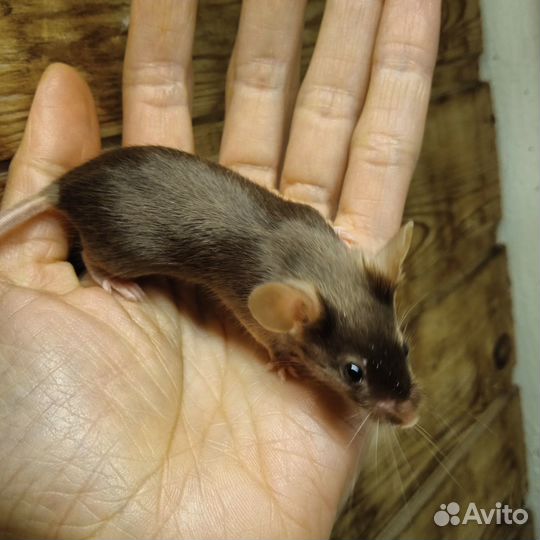 Мыши кудрявые рекс сатин декоративные ручные