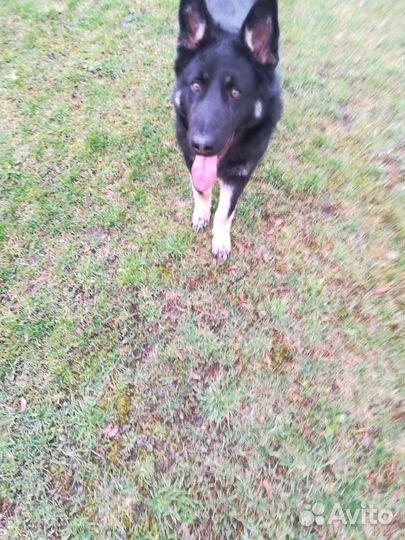 Немецкая овчарка вязка кобель