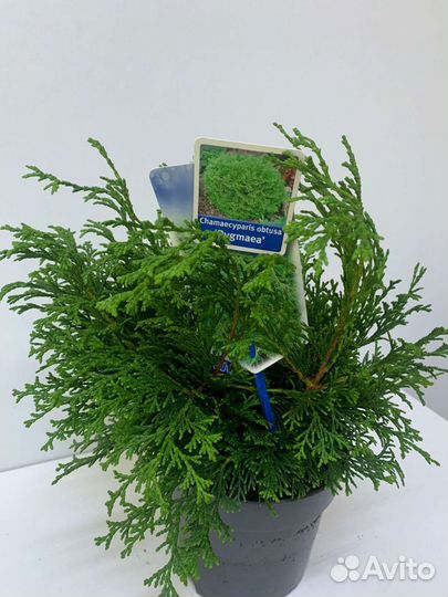 Кипарисовик тупой pygmaea