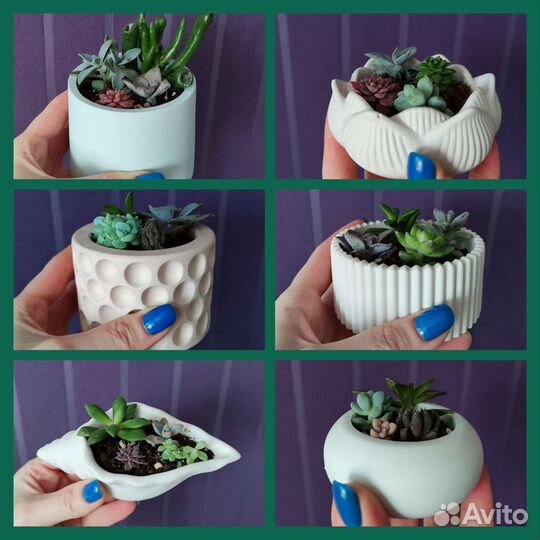 Суккуленты