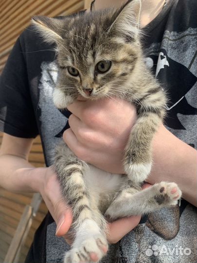 Котенок девочка бесплатно