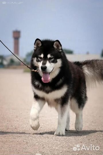 Аляскинский маламут