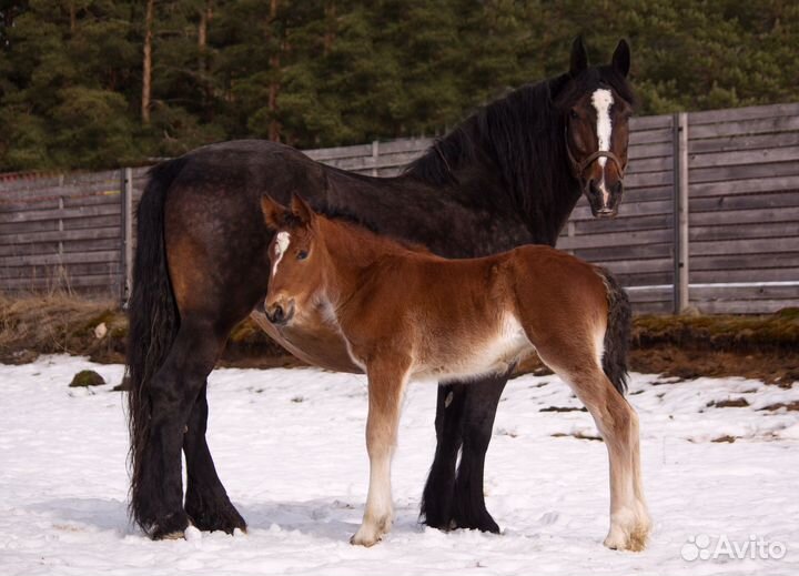 Владимирская кобылка