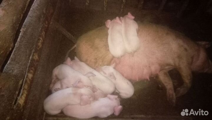 Поросята