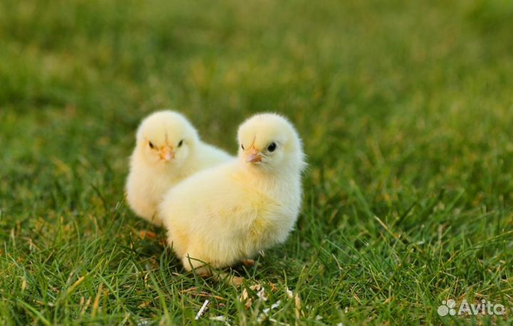 Цыплята бройлеры суточные