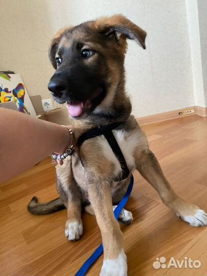 Метис бельгийской овчарки