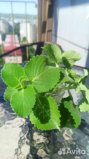 Мята комнатная