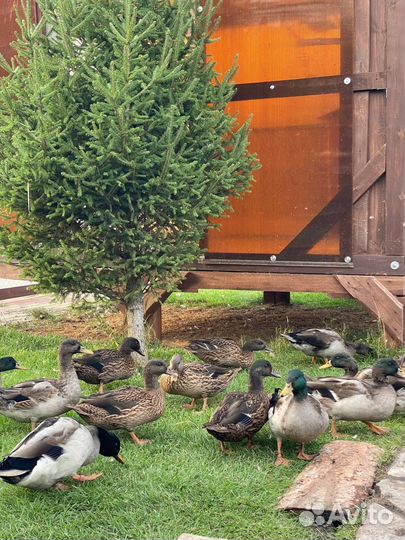 Утки подсадные для охоты чубарые