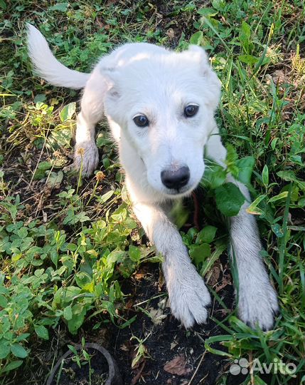 Щенок, мальчик