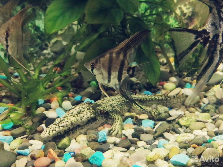 Рыбки скалярии