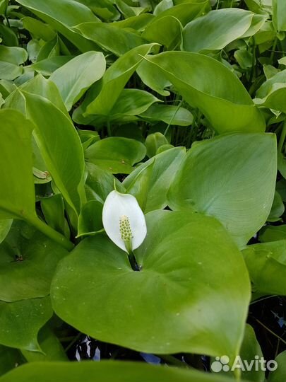 Калла болотная (Белокрыльник)