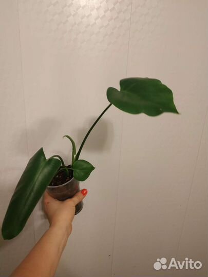 Монстера деликатесная