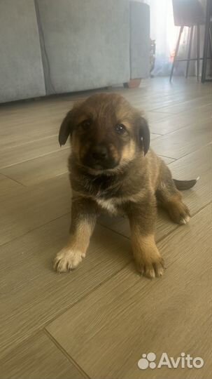 Отдам щенят в хорошие руки