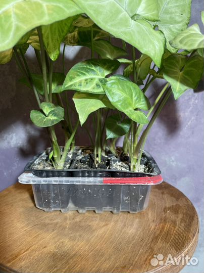 Сингониум white butterfly