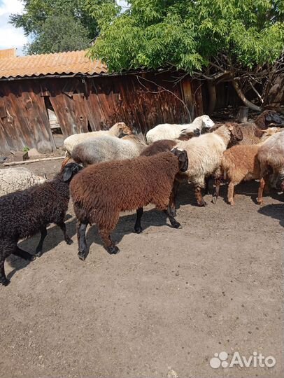 Баран и суягные овцы