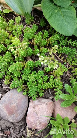 Очетки, тимьян, герань